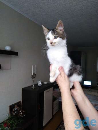 Котенок ищет дом, фотография 3
