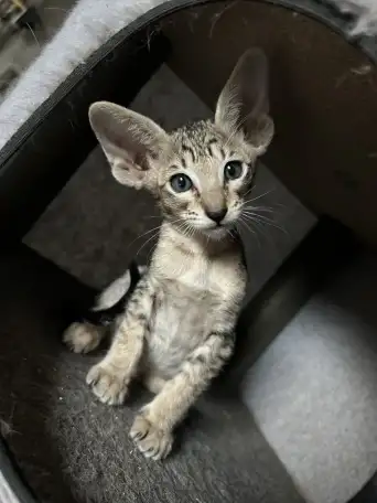 Ориентальные котята, ориенталы., фотография 6