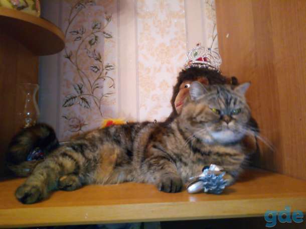 Кошка ищет кота для вязки, фотография 2