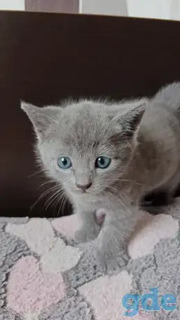 Кошка дымчатая, фотография 3