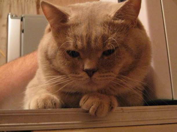 Британские котята , фотография 7