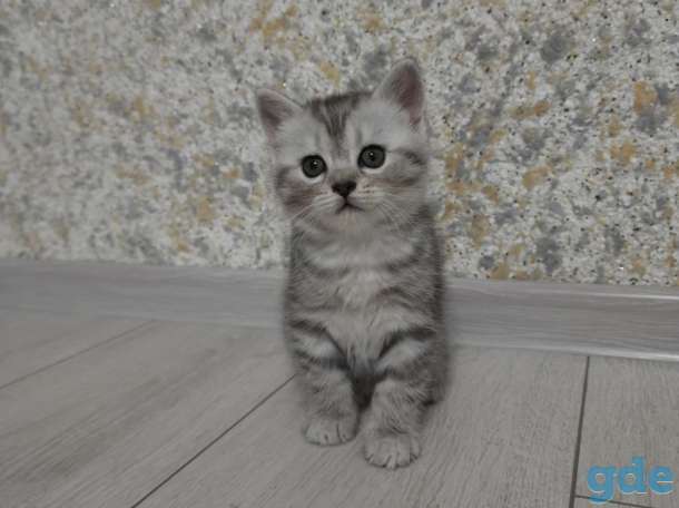 Шотландские котята СРОЧНО, фотография 1