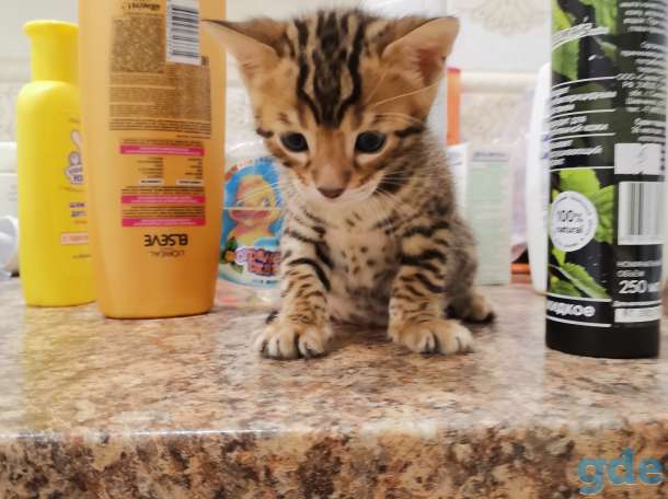 Продаётся милашка котик., фотография 1
