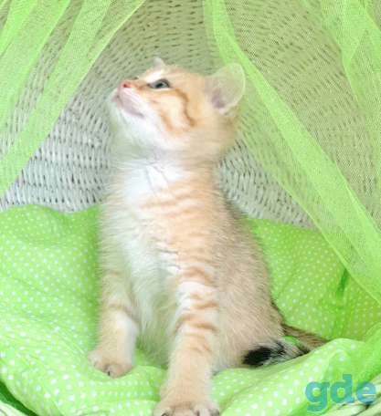 Котята шотландские ЗОЛОТАЯ ШИНШИЛЛА, фотография 3