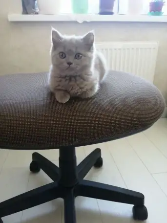 Шотландская кошечка, фотография 1