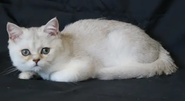 Шотландские котята, фотография 5