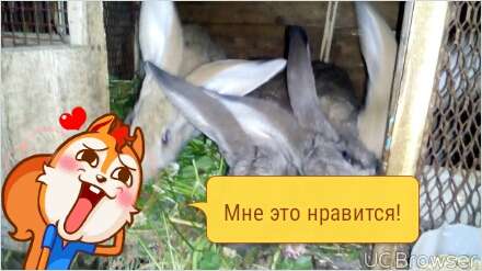 кролики Бельгийский Великан, фотография 2