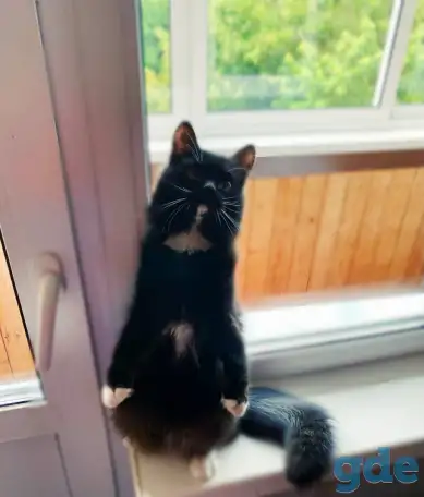 Черная кошка Санта ищет семью!, фотография 7