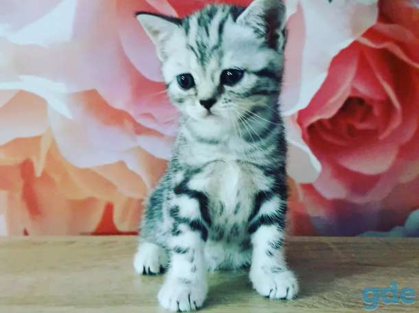 Шотландские котята, фотография 6