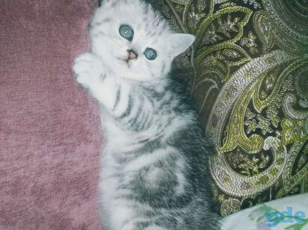 Шотландские котята, фотография 4