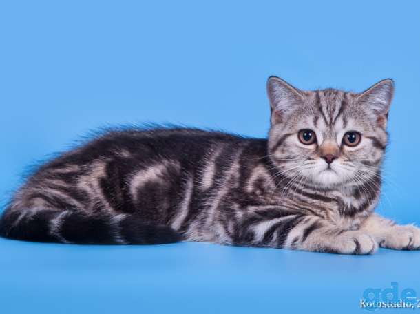 Котик Ирвин, фотография 1