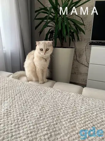 Шотландский котенок, фотография 4