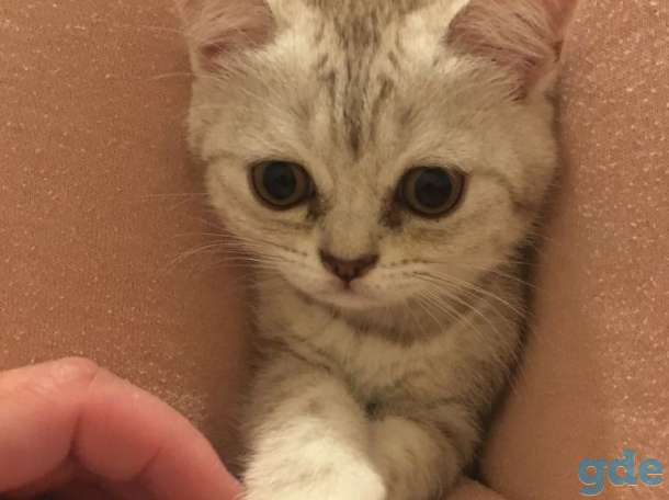 Британские кошечки 2.8 месяца, фотография 9