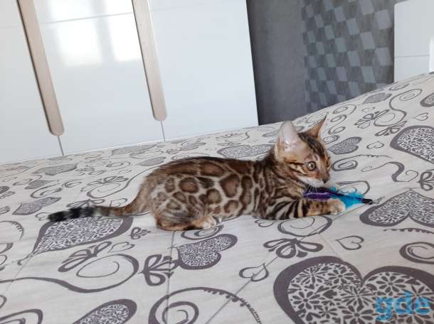 Бенгальский котёнок, фотография 6