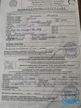 Продам щенков немецкой овчарки, фотография 1
