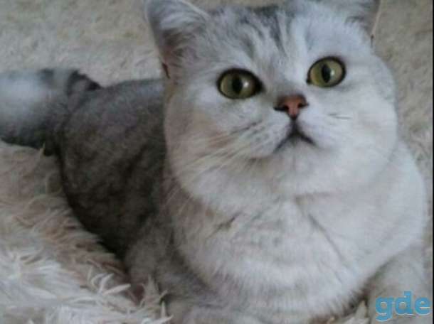 Шотландские котята от правильной вязки, фотография 6
