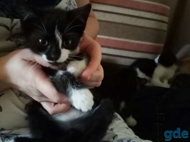 Котята даром, фотография 3