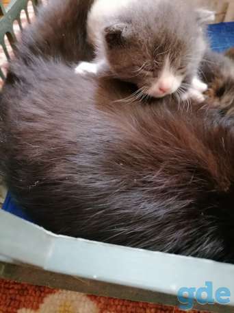 Котята, фотография 6