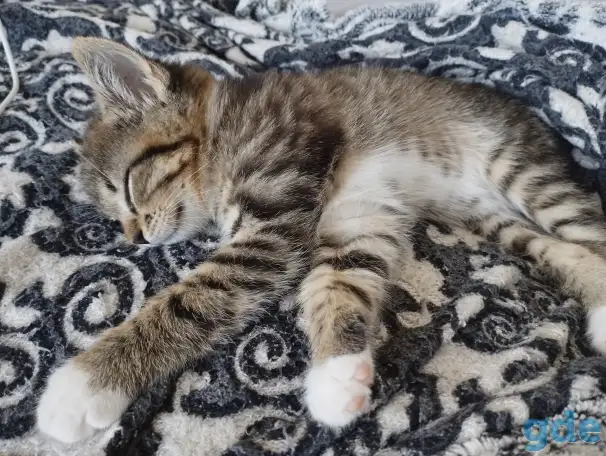 Котенок в добрые руки, фотография 4