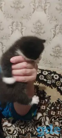 котята в хорошие руки, фотография 5