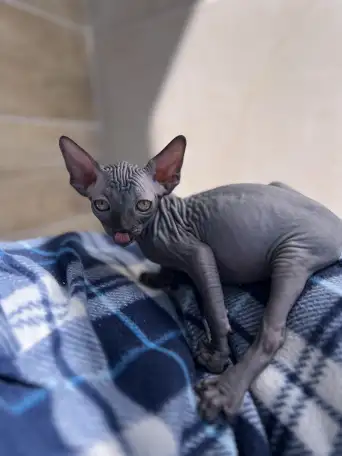 Котята канадского сфинкса, фотография 11