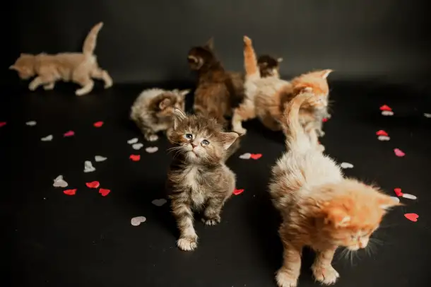 котята мейн-кун, фотография 7
