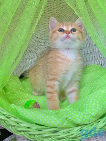 ЗОЛОТАЯ ШИНШИЛЛА шотландские котята, фотография 3