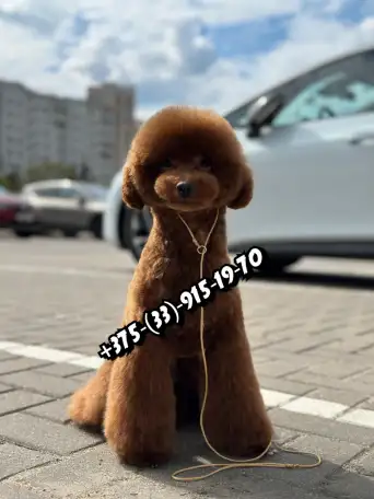 Той пудель Ред браун, фотография 11
