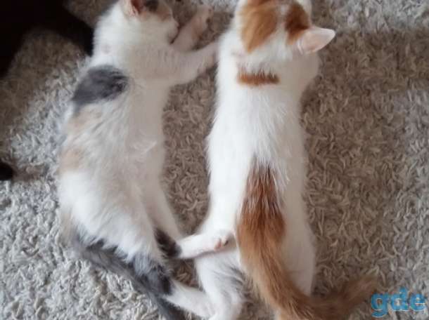 Котята в хооршие руки даром, фотография 2