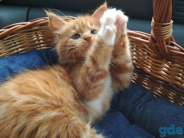 Котята мейкунята, фотография 2