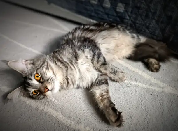 Котята Мейн-кун, фотография 11