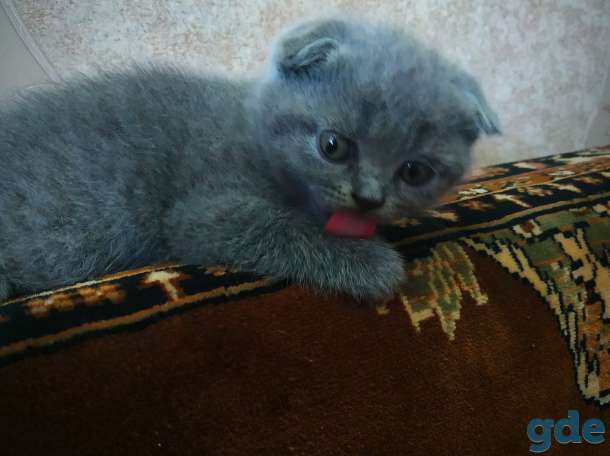 Британские котята, фотография 12
