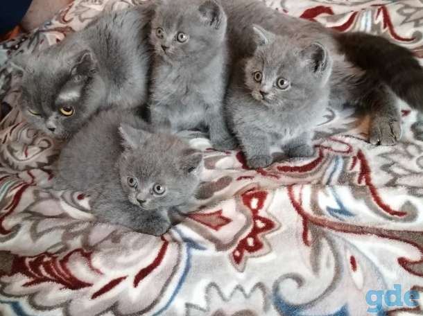 Шотландские прямоухие кошечки, фотография 2