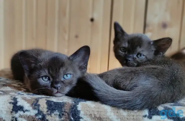 Котята европейской бурмы, фотография 5