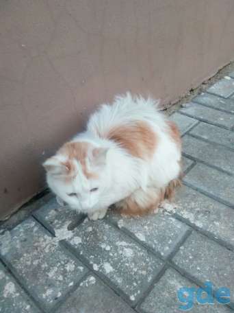 Котик ищет дом, фотография 1