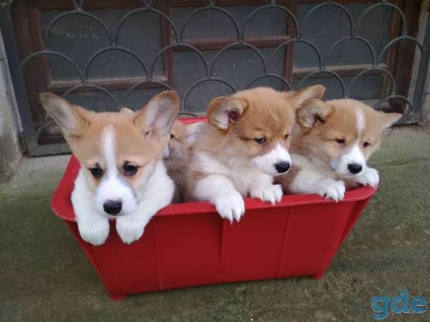 Продаются щенки Вельш Корги Пемброк., фотография 1