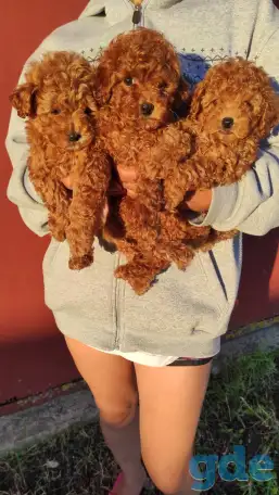 Той Пуделя щенки, фотография 4