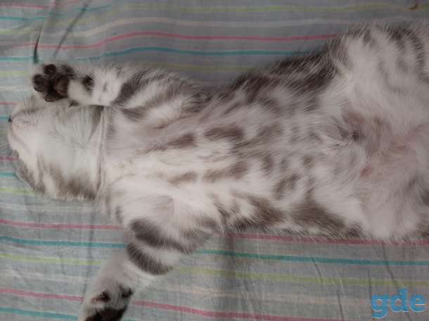 Шотландские котята, фотография 4