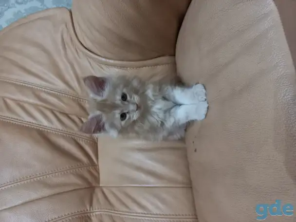Котята мэйн кун, 2 мес., фотография 1