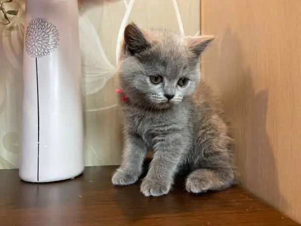 Британские котята, фотография 4
