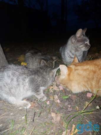 Котики ищут дом, фотография 1