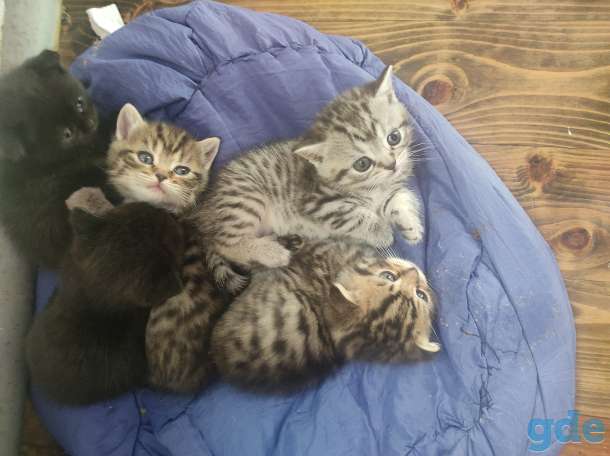 Котята шотландские, фотография 1
