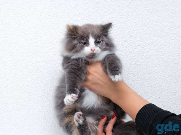 котята в дар, фотография 4