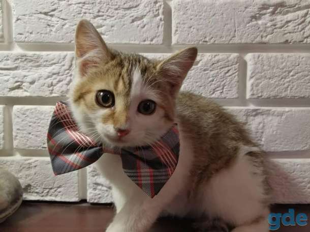 Котенок в добрые, ответственные руки!, фотография 2
