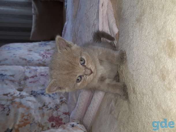Продам котят, фотография 2