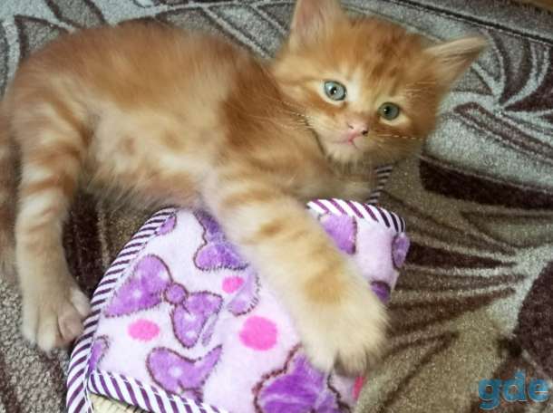 Котята в дар, фотография 3