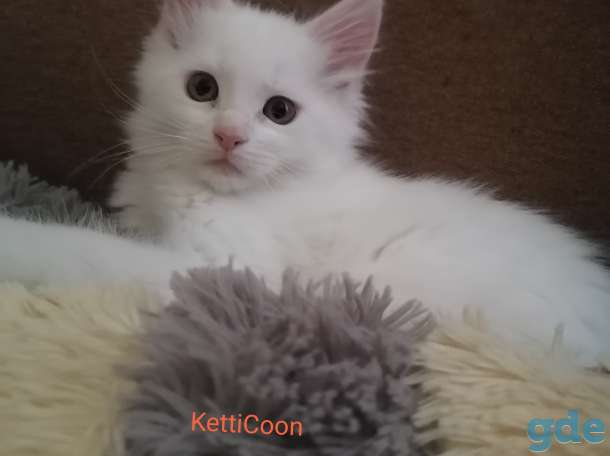 Мейн-кун котята, фотография 4