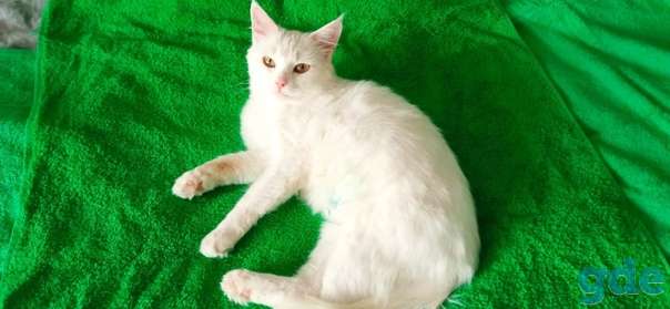 Котенок ищет дом, фотография 2