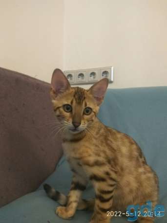 Котята бенгальской породы, фотография 2