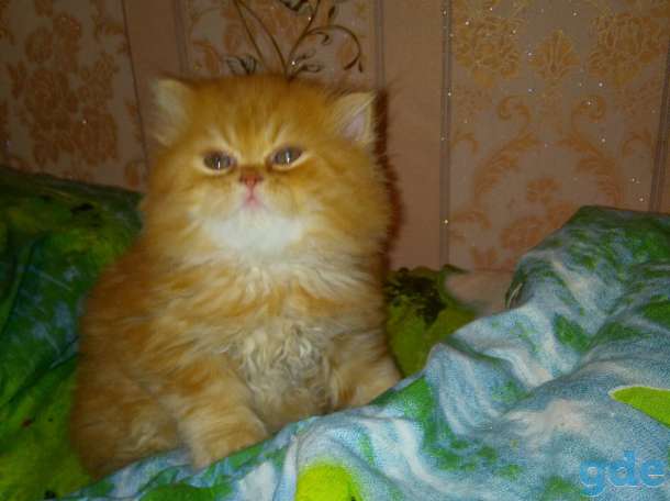 Продаётся Экзотический котенок, фотография 4